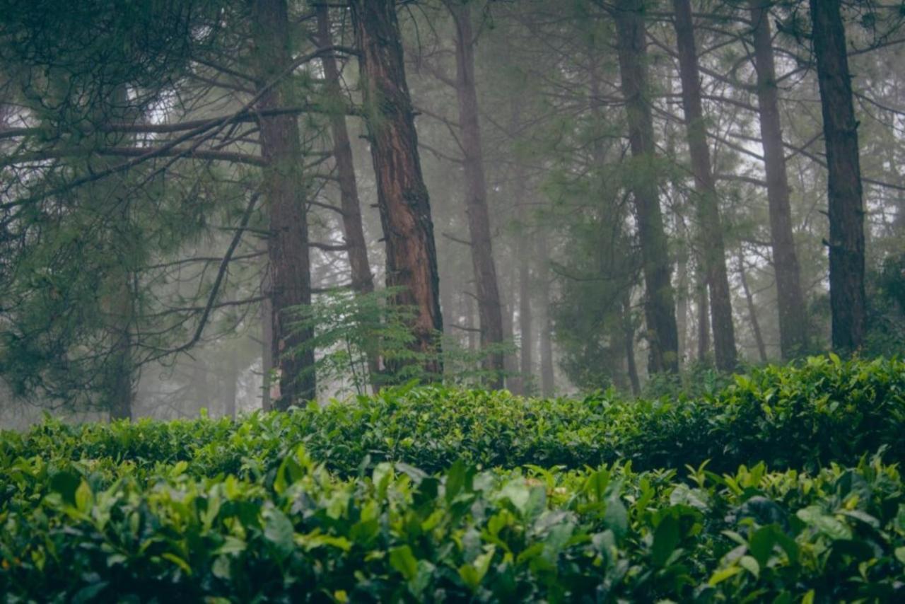 Himalaya Mount View Resort Kausani Eksteriør bilde